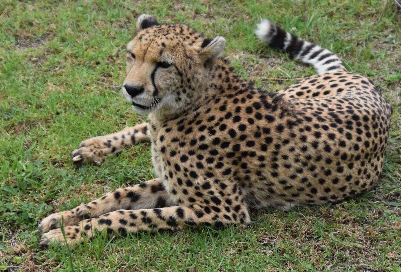 Tenikwa Wildlife Centre & Spa Plettenberg Bay Ngoại thất bức ảnh