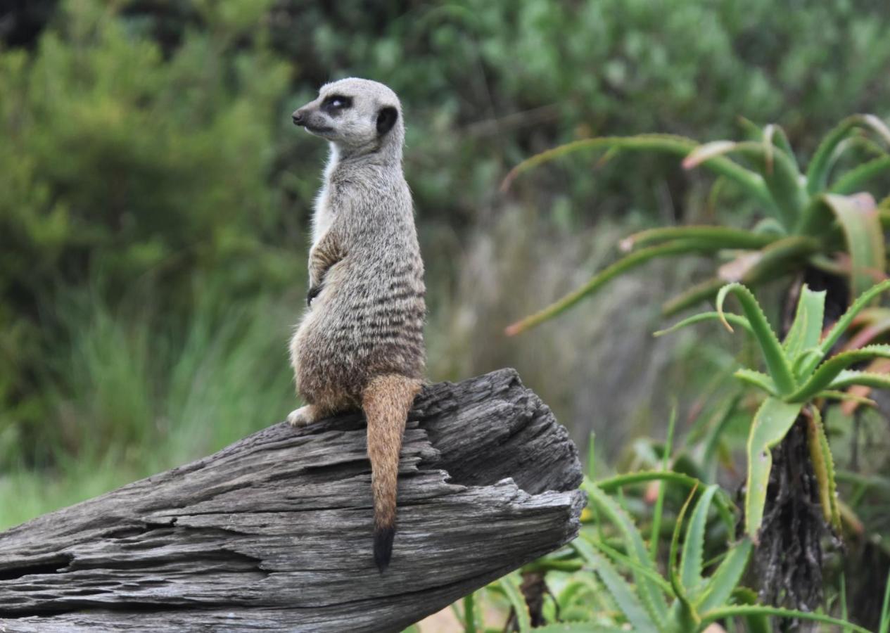 Tenikwa Wildlife Centre & Spa Plettenberg Bay Ngoại thất bức ảnh