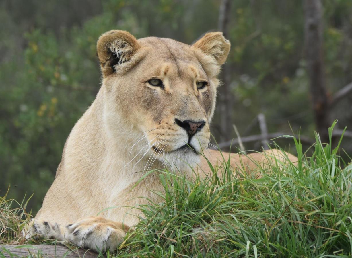 Tenikwa Wildlife Centre & Spa Plettenberg Bay Ngoại thất bức ảnh