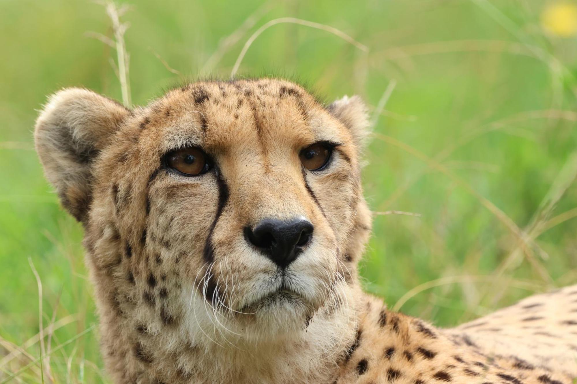 Tenikwa Wildlife Centre & Spa Plettenberg Bay Ngoại thất bức ảnh